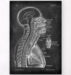 Cerveau et moelle épinière - Chalkboard-Codex Anatomicus Discount