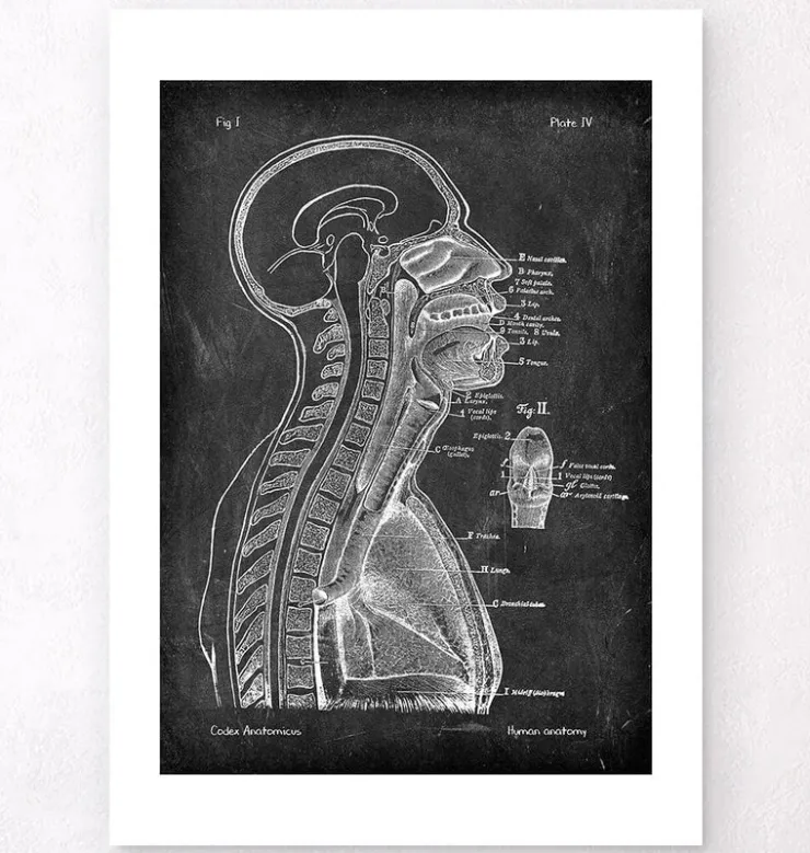 Cerveau et moelle épinière - Chalkboard-Codex Anatomicus Discount