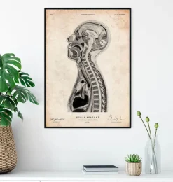 Cerveau et moelle épinière II-Codex Anatomicus