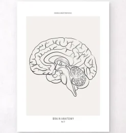 Cerveau sagittal - Line Art-Codex Anatomicus Hot