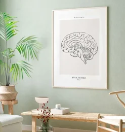 Cerveau sagittal - Line Art-Codex Anatomicus Hot