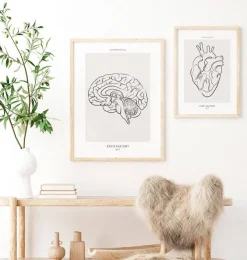 Cerveau sagittal - Line Art-Codex Anatomicus Hot