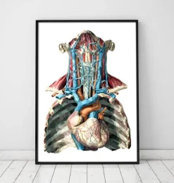 Coeur et artères géométriques-Codex Anatomicus Online