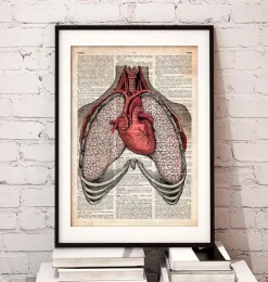 Coeur et poumons - Page du dictionnaire-Codex Anatomicus Online