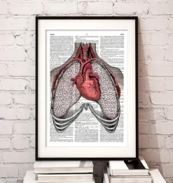 Coeur et poumons - Page du dictionnaire-Codex Anatomicus Online
