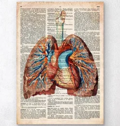 Coeur et poumons géométriques - Dictionnaire-Codex Anatomicus Clearance