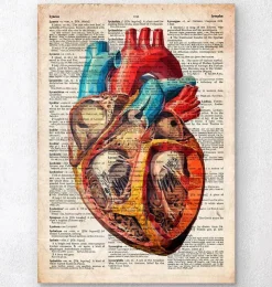 Coeur géométrique - Dictionnaire-Codex Anatomicus Clearance