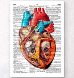 Coeur géométrique - Page du dictionnaire-Codex Anatomicus Online