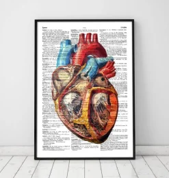 Coeur géométrique - Page du dictionnaire-Codex Anatomicus Online