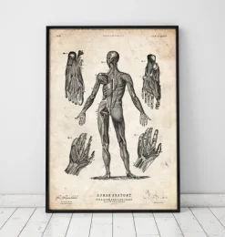 Corps entier III-Codex Anatomicus Sale