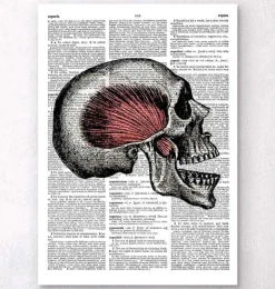 Crâne - Page Dictionnaire-Codex Anatomicus Sale