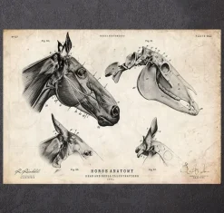 Crâne de cheval-Codex Anatomicus Clearance