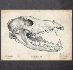 Crâne de loup-Codex Anatomicus Online