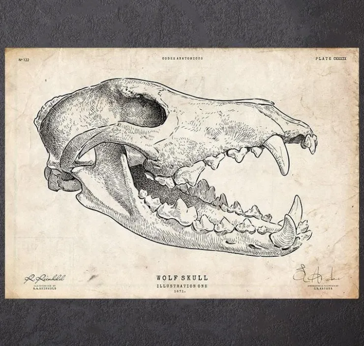 Crâne de loup-Codex Anatomicus Online