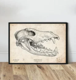 Crâne de loup-Codex Anatomicus Online