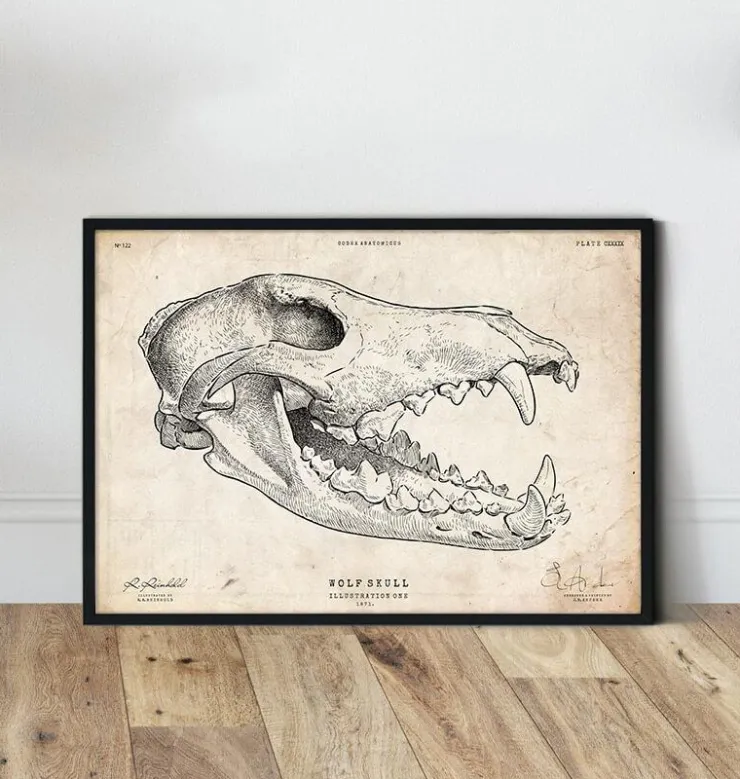 Crâne de loup-Codex Anatomicus Online