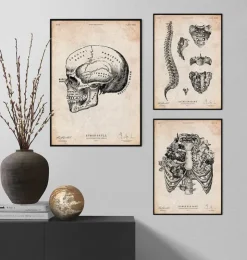 Crâne humain imprimé IX-Codex Anatomicus Online