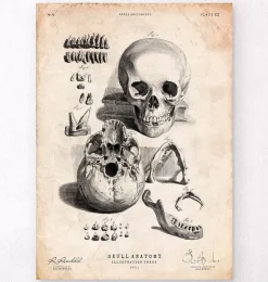 Crâne humain imprimé IX-Codex Anatomicus Discount