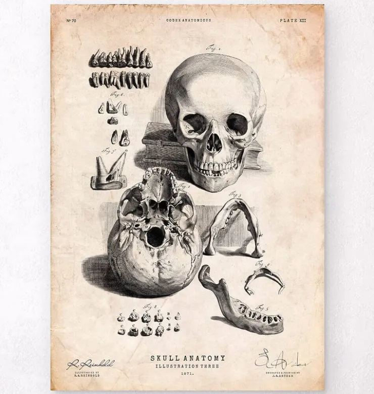 Crâne humain imprimé IX-Codex Anatomicus Discount