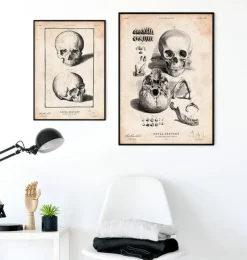 Crâne humain imprimé IX-Codex Anatomicus Discount