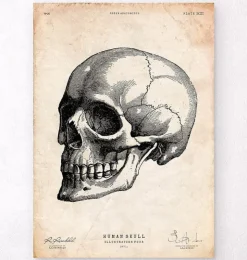 Crâne humain IV-Codex Anatomicus Discount