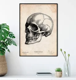 Crâne humain IV-Codex Anatomicus Discount