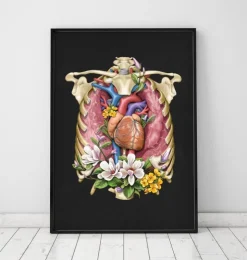 Cœur, poumons et cage thoracique - Noir-Codex Anatomicus Online