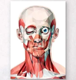 Face géométrique I-Codex Anatomicus Best