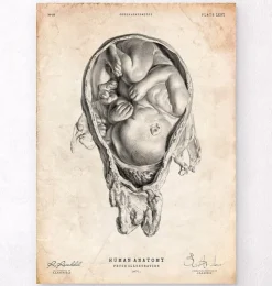 Foetus dans un utérus-Codex Anatomicus Best