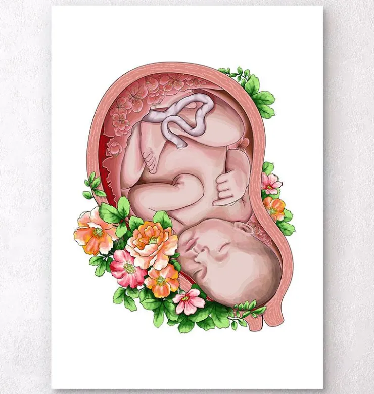 Foetus in a utérus II - Blanc-Codex Anatomicus