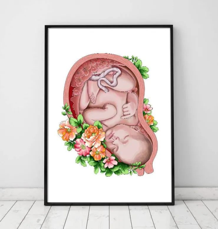 Foetus in a utérus II - Blanc-Codex Anatomicus