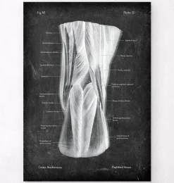Fosse poplitée - Chalkboard-Codex Anatomicus Outlet