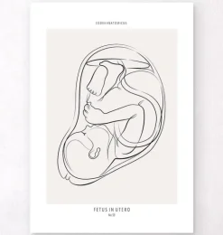 Fœtus - Line Art-Codex Anatomicus Online