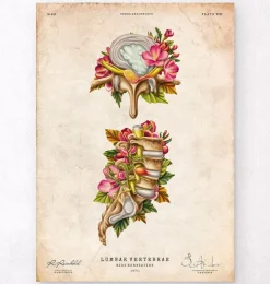 Hernie discale - Floral - Vintage-Codex Anatomicus Online