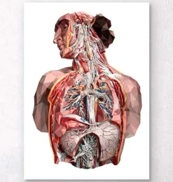 Humain géométrique-Codex Anatomicus Clearance