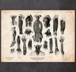 Illustrations d'anatomie humaine III-Codex Anatomicus Clearance