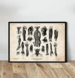 Illustrations d'anatomie humaine III-Codex Anatomicus Clearance