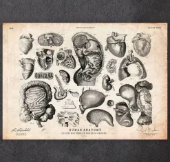 Illustrations d'anatomie humaine IV-Codex Anatomicus Clearance