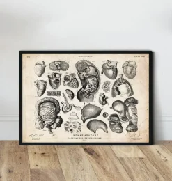 Illustrations d'anatomie humaine IV-Codex Anatomicus Clearance