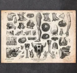 Illustrations de l'anatomie humaine II-Codex Anatomicus Hot