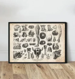 Illustrations de l'anatomie humaine II-Codex Anatomicus Hot