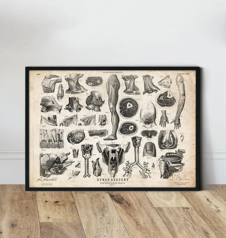 Illustrations de l'anatomie humaine II-Codex Anatomicus Hot