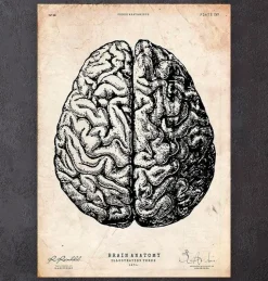 Impression d'anatomie cérébrale V-Codex Anatomicus Sale