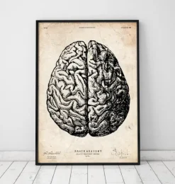 Impression d'anatomie cérébrale V-Codex Anatomicus Sale