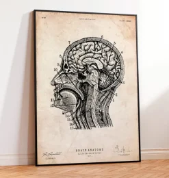 Impression d'anatomie cérébrale IV-Codex Anatomicus Hot