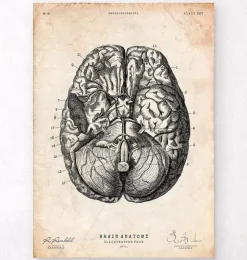 Impression d'anatomie cérébrale VI-Codex Anatomicus Online