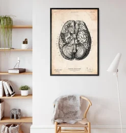 Impression d'anatomie cérébrale VI-Codex Anatomicus Online