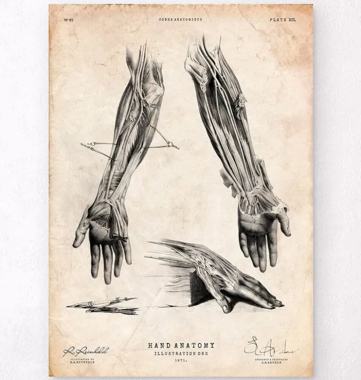 Impression d'anatomie de la main humaine III-Codex Anatomicus Outlet