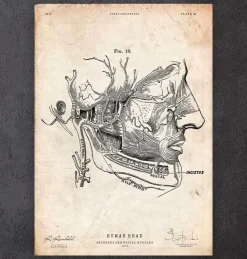 Impression d'anatomie des muscles faciaux-Codex Anatomicus Hot