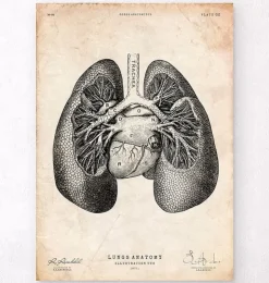 Impression d'anatomie pulmonaire II-Codex Anatomicus Discount